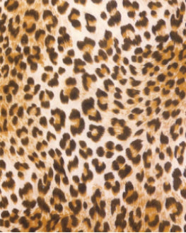 Cheetah HTV